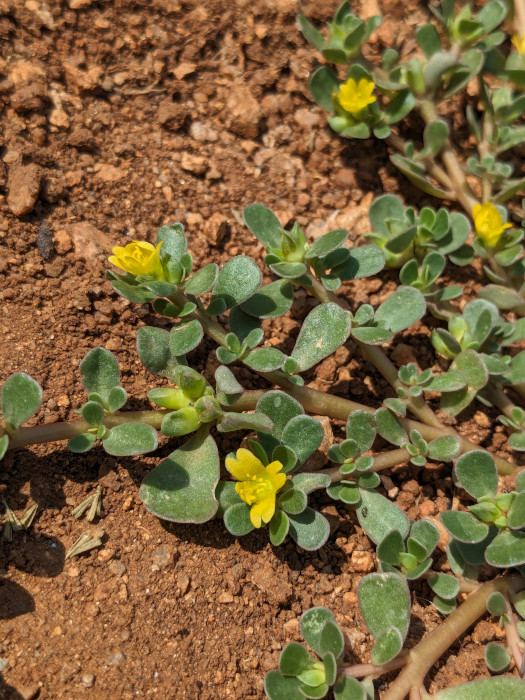 Portulaca oleracea