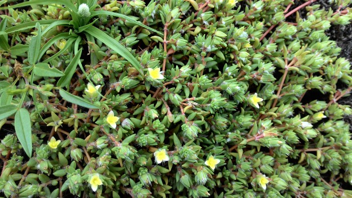 Portulaca quadrifida