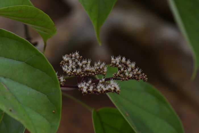 Premna coriacea