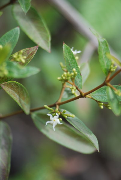 Quirivelia frutescens