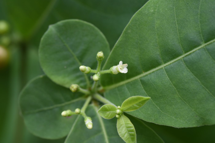 Rauvolfia tetraphylla