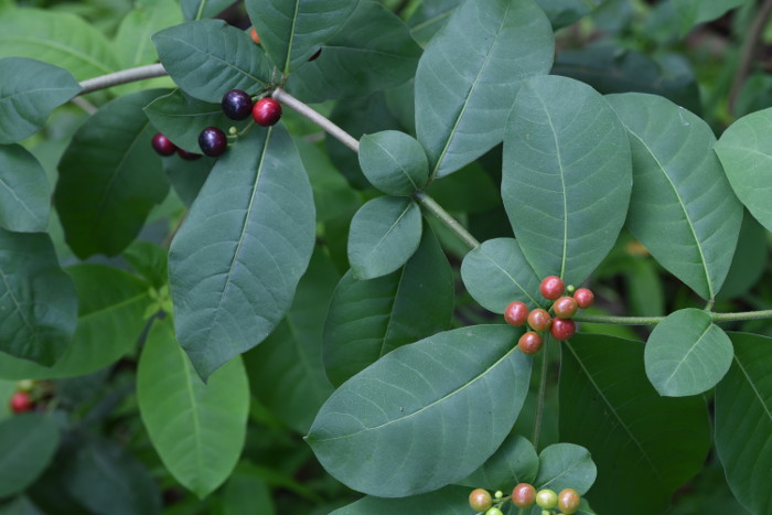 Rauvolfia tetraphylla