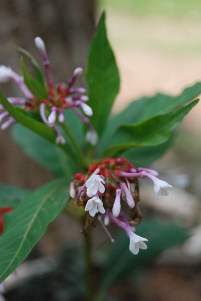 Rauvolfia serpentina