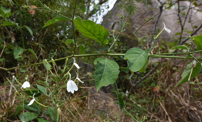 Rhinacanthus nasutus