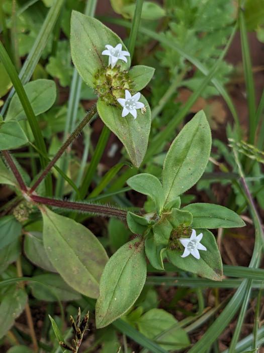 Richardia scabra