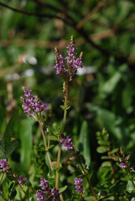 Rotala rotundifolia var. macrandra