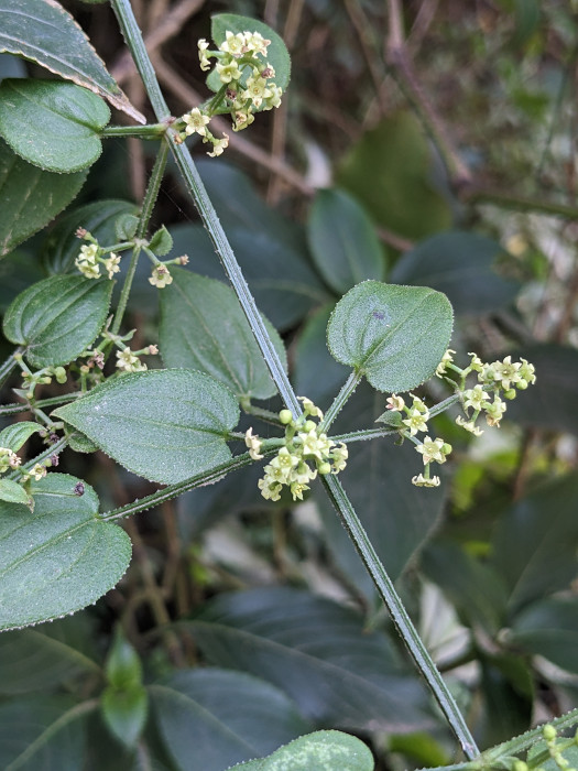 Rubia cordifolia