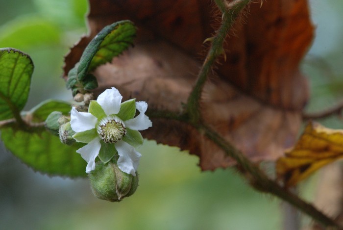 Rubus ellipticus