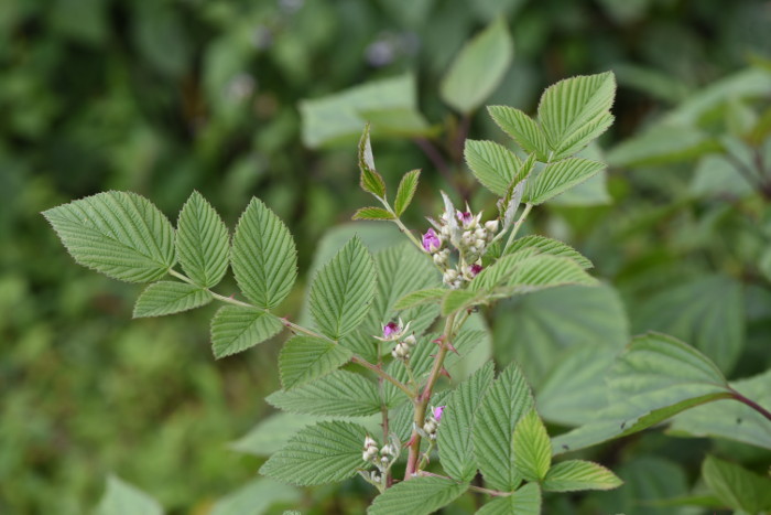 Rubus niveus