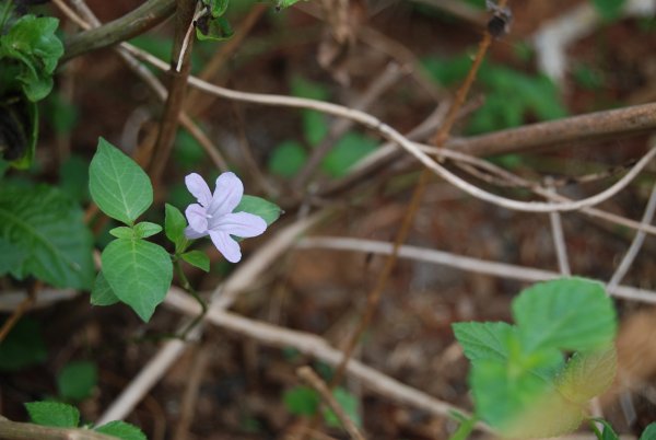 Ruellia tuberosa