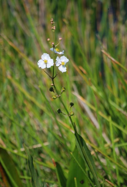 Sagittaria latifolia