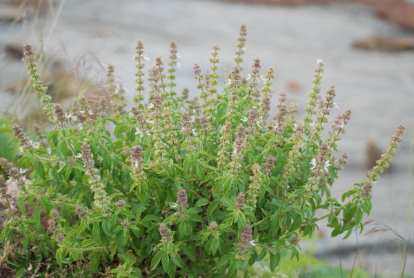 Salvia officinalis