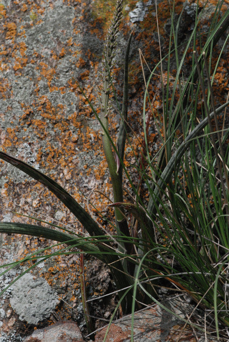 Sansevieria roxburghiana