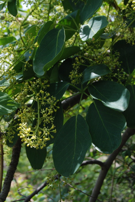 Schefflera stellata