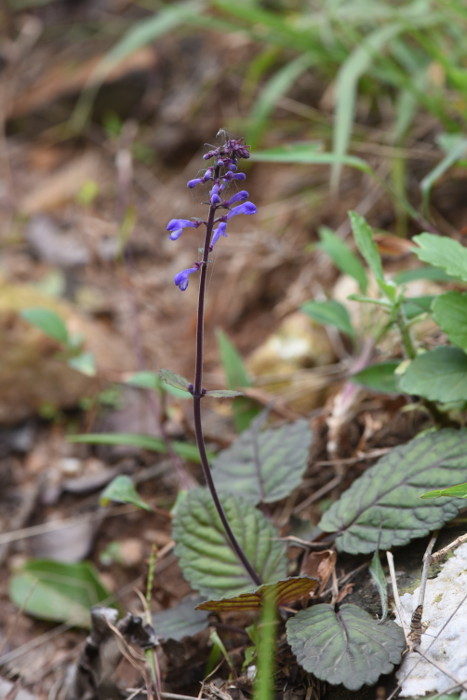 Scutellaria discolor