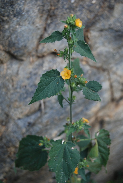 Sida cordata