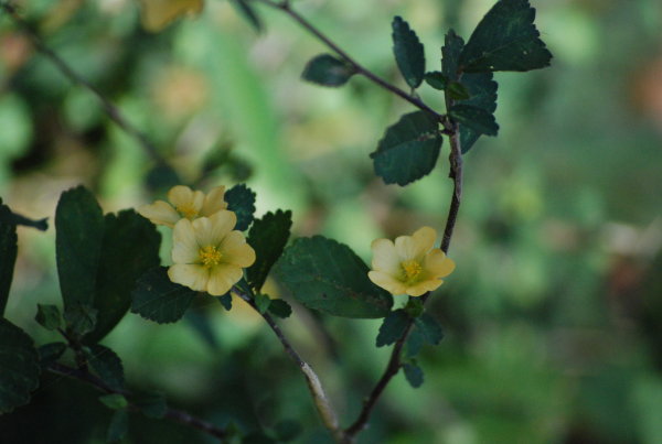 Sida rhombifolia