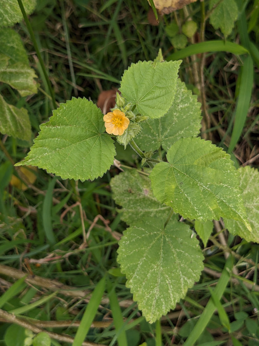 Sida cordifolia