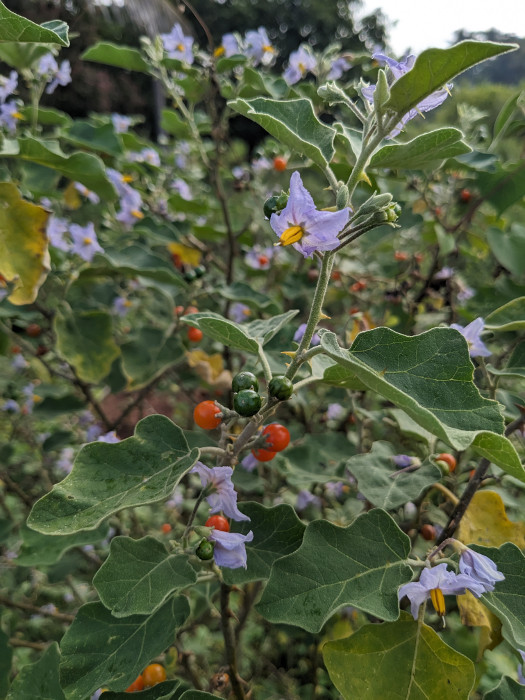 Solanum violaceum