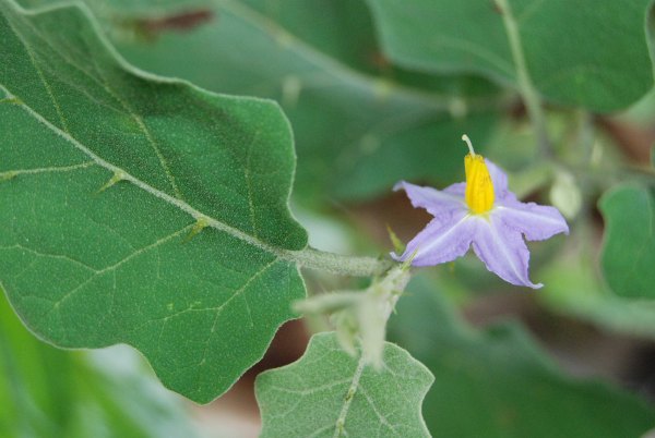 Solanum indicum