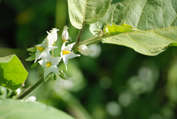 Solanum torvum