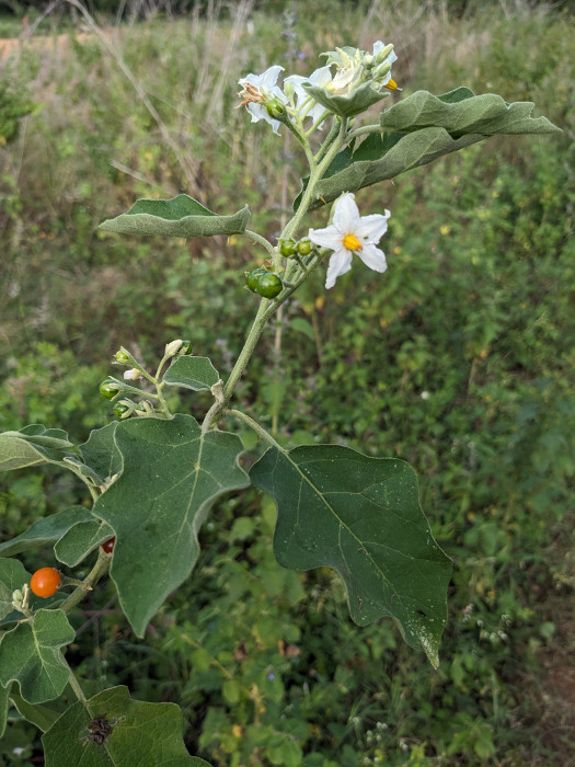 Solanum violaceum