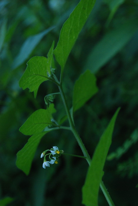 Solanum americanum