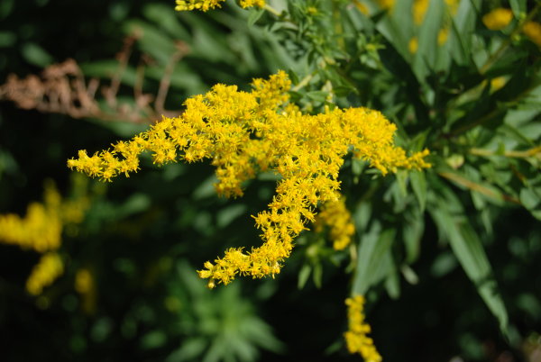 Solidago canadensis