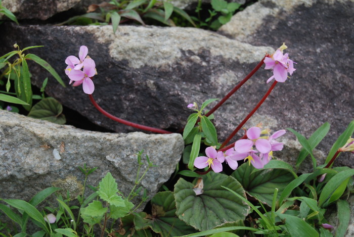 Sonerila scapigera