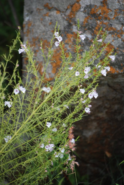 Sopubia delphinifolia