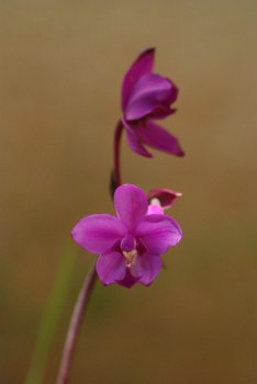 Spathoglottis