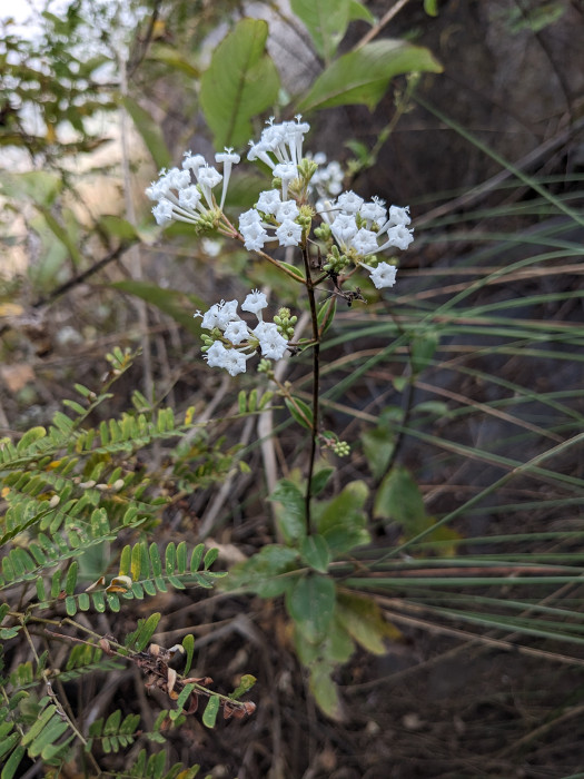 Spermadictyon suaveolens