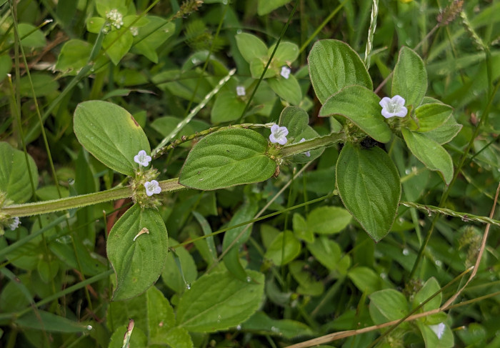 Spermacoce alata