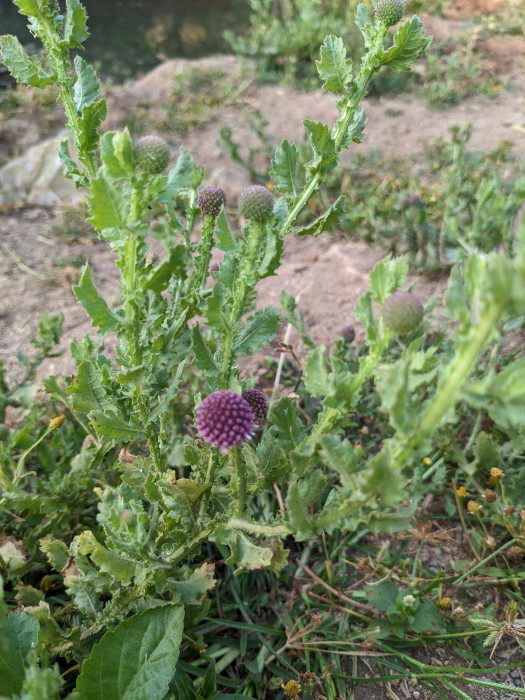 Sphaeranthus indicus