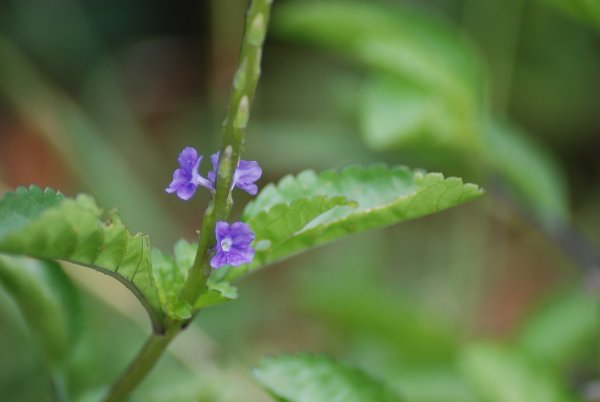 Stachytarpheta jamaicensis