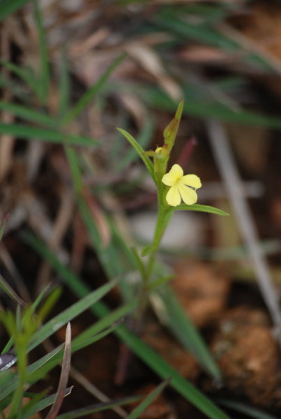 Striga asiatica