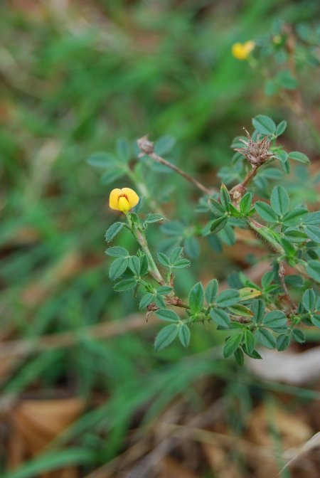 Stylosanthes fruticosa