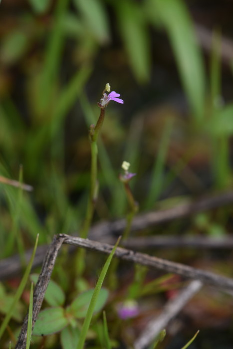 Stylidium tenellum