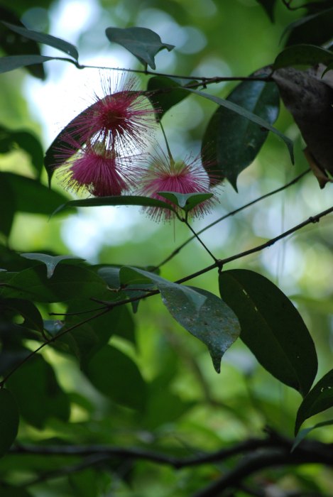 Syzygium laetum