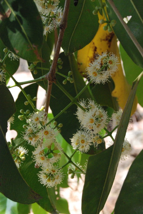 Syzygium cumini