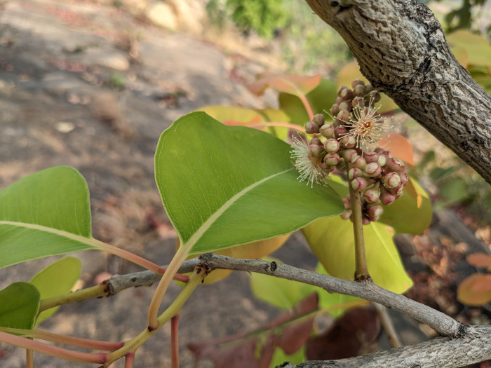 Syzygium alternifolium