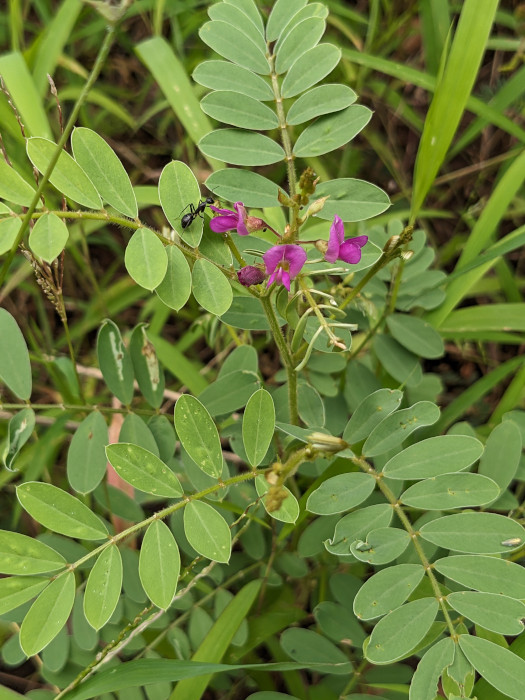 Tephrosia purpurea