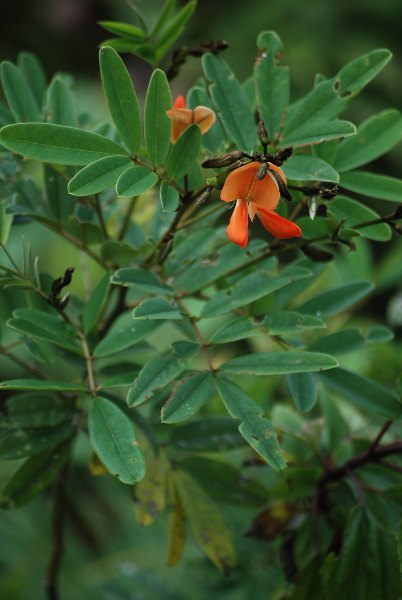 Tephrosia tinctoria