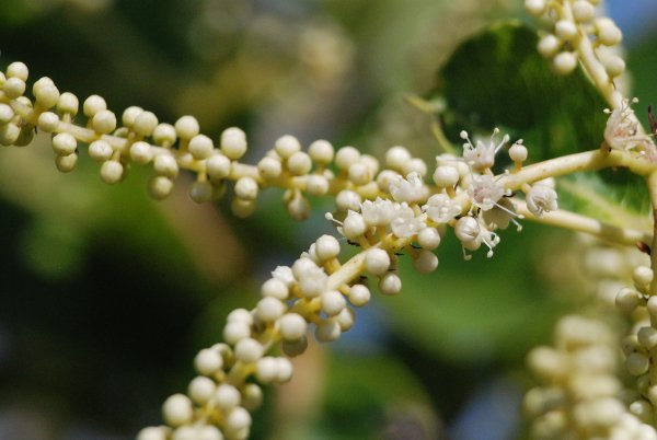 Terminalia elliptica