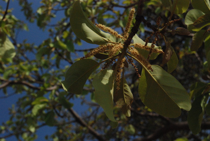 Terminalia bellirica