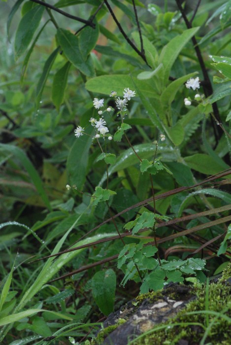 Thalictrum dalzellii