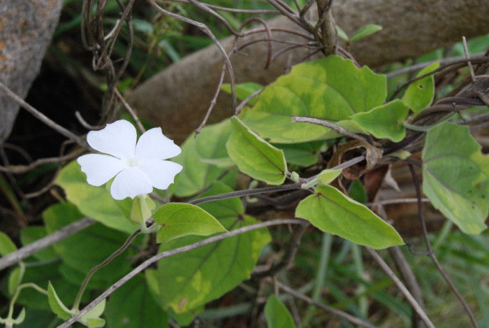 Thunbergia tomentosa