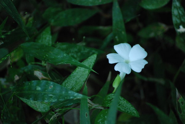 Thunbergia fragrans