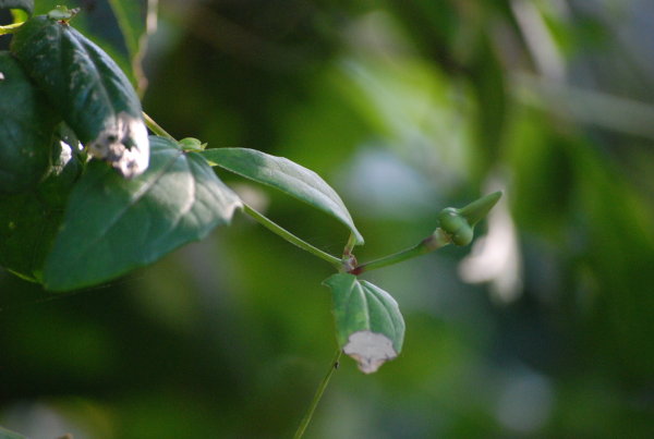 Thunbergia fragrans