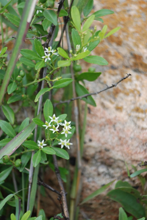 Toddalia asiatica